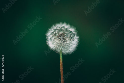 Dandelion on blurred background
