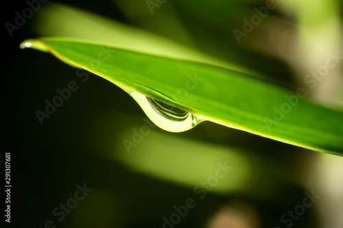 Close up of water drop on green leaf.