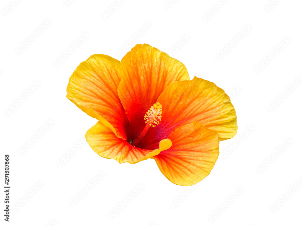 flower plant isolated include clipping path on white background flower plant isolated include clipping path on white background