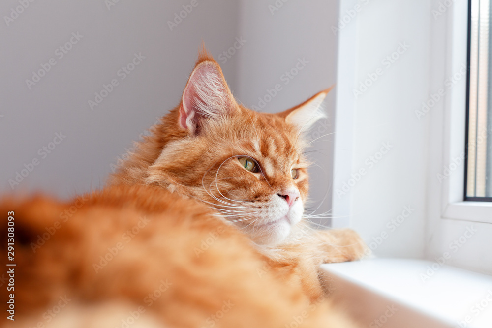 Red maine coon cat looking through a window