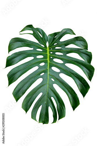 monstera jungle plant isolated include clipping path on white background