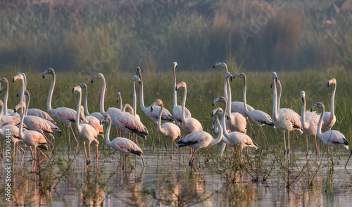 Greater Flamingo Bird in group at water body
