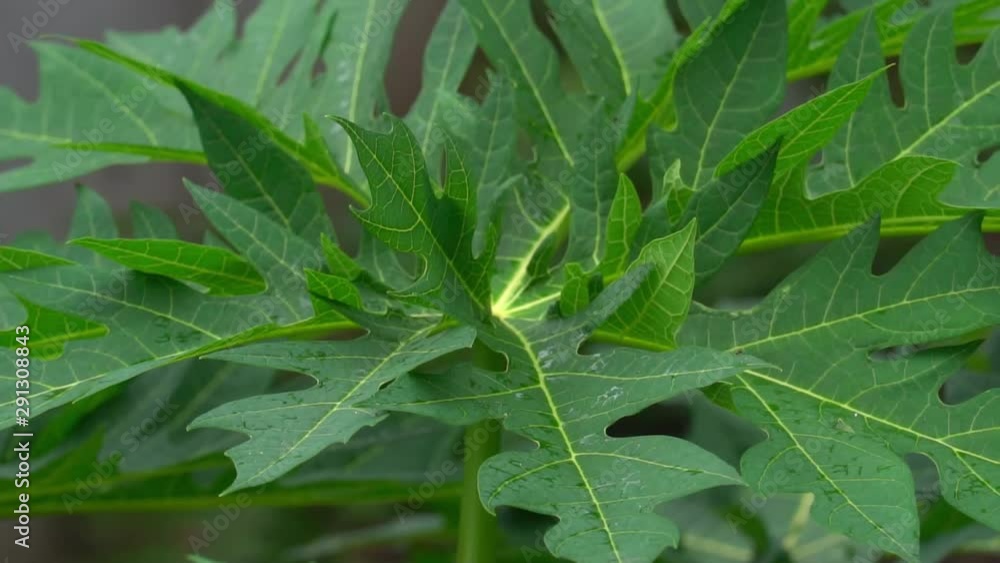 Motion zoom to green Papaya leaves. Motion zoom to green Papaya leaves.