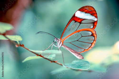 Glasswing Butterfly (Greta oto) in a summer garden