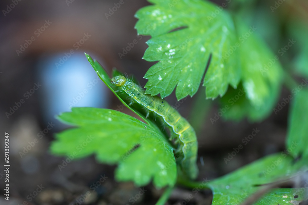 Naklejka premium The hungry Caterpillar wondering on a ginger plant