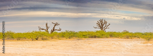 Tree of baobab