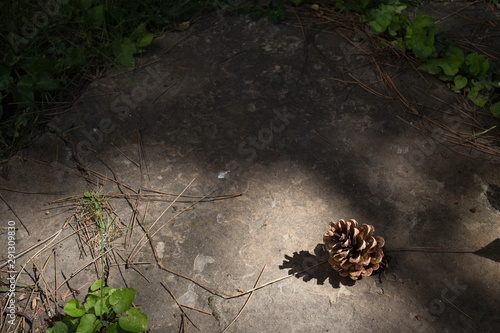 Pine cone and shadow.