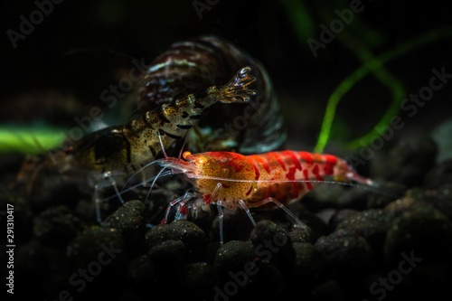 Red tiger shrimp orange eye aquarium freshwater pets hobby nature underwater life