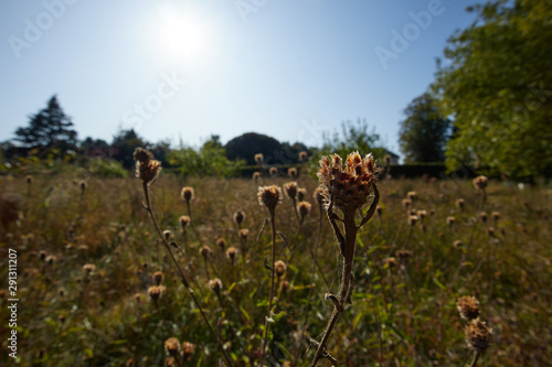 Evening sunshine streaming over a busy meadow.