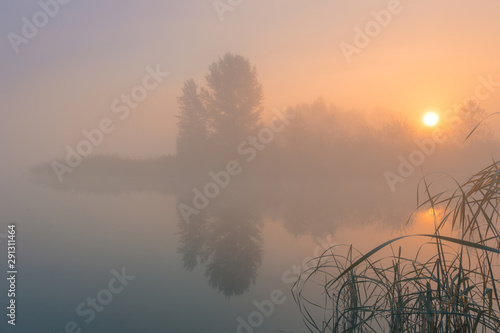 Sunrise over foggy lake. Canes on foreground on the lake coast.  Sun is rising up over the trees on the further river bank.