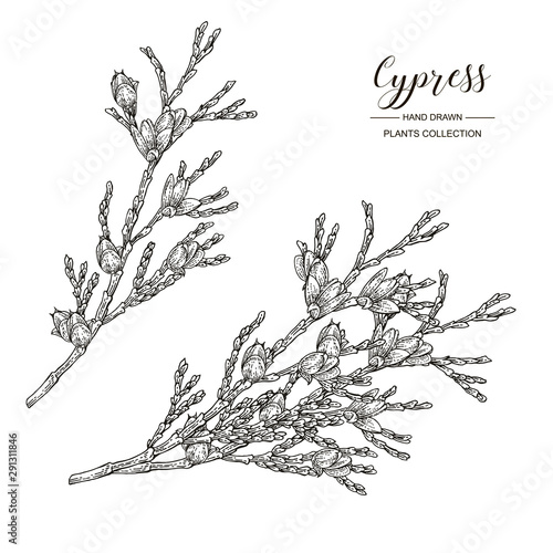 Cypress branches with cones isolated on white background. Hand drawn evergreen plant. Vector illustration engraved. Black and white.