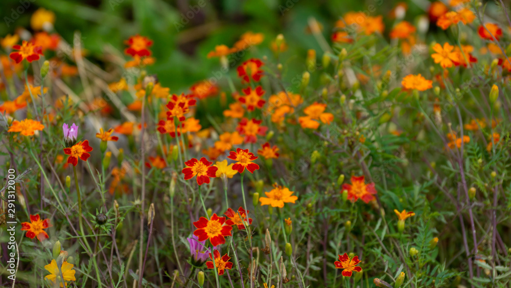 autumn floral background of small red yellow flowers marigolds autumn floral background of small red yellow flowers marigolds