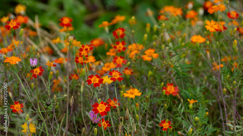 autumn floral background of small red yellow flowers marigolds