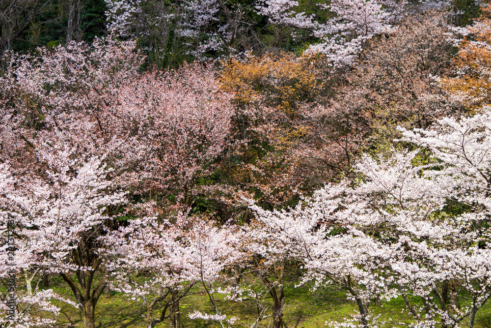 Fototapeta premium 山笑う 奥卯辰山健民公園