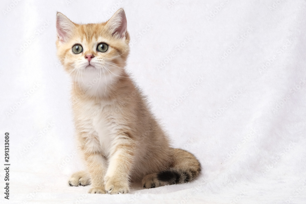 The British Shorthair Cat in room