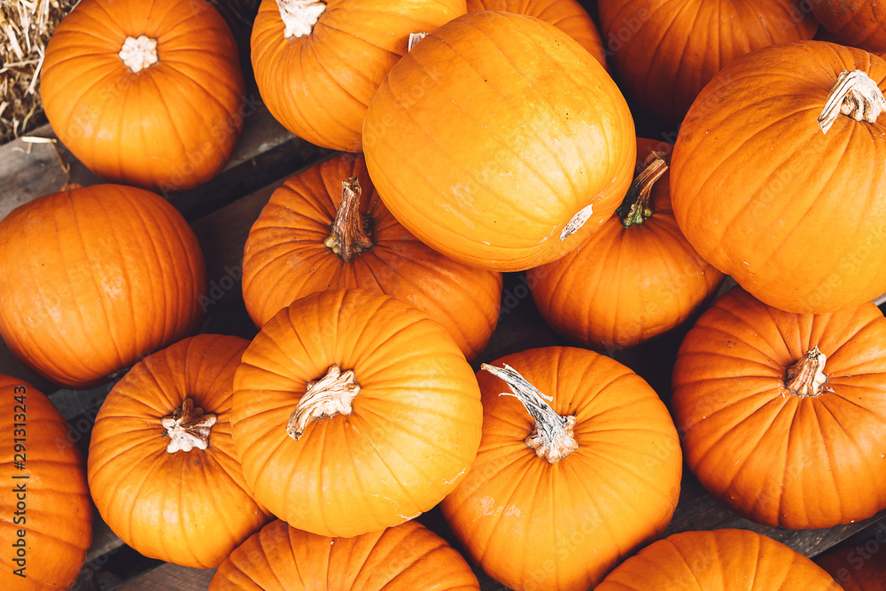 Autumn harvest of pumpkins. Autumn harvest of pumpkins.