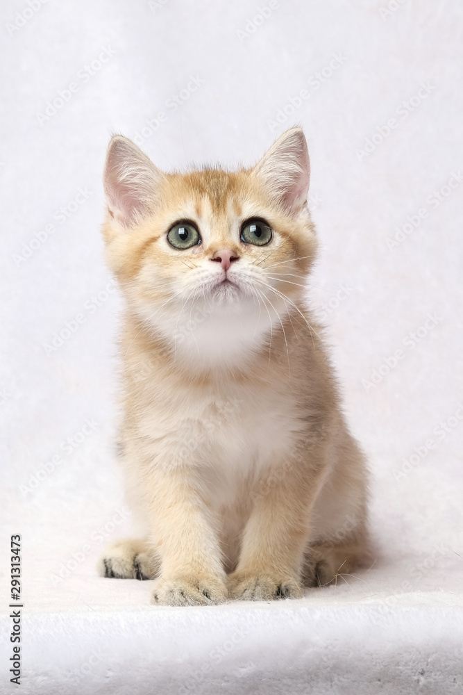 The British Shorthair Cat in room The British Shorthair Cat in room