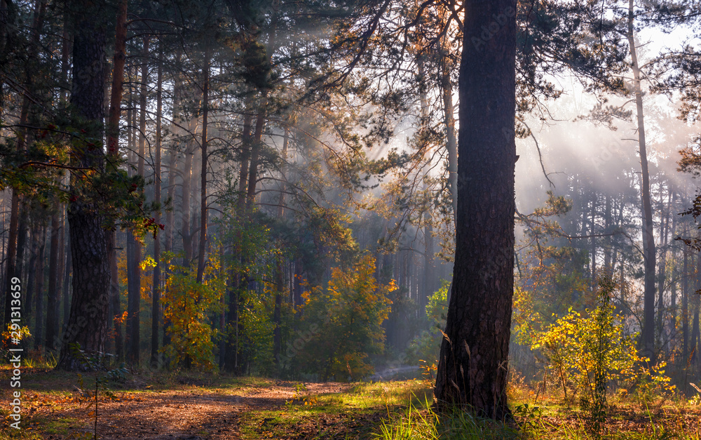 Fototapeta premium Forest. Beautiful autumn morning. The sun's rays play in the branches of trees.