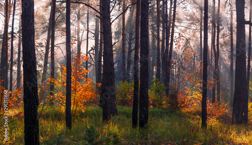 Forest. Beautiful autumn morning. The sun's rays play in the branches of trees.