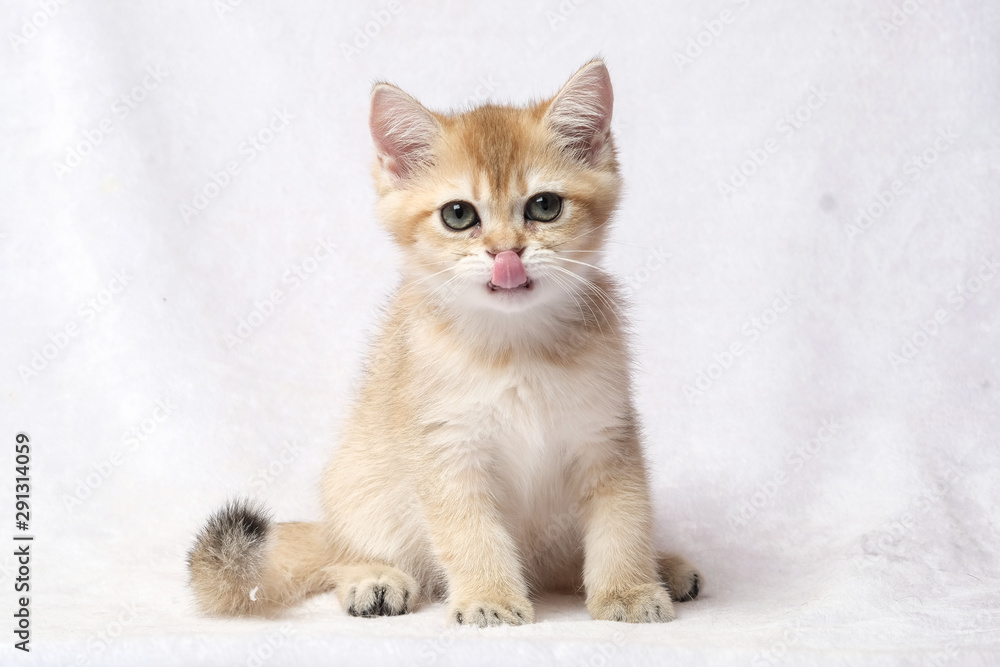 The British Shorthair Cat in room The British Shorthair Cat in room