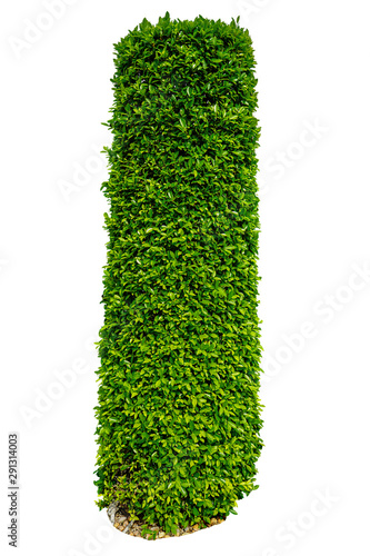 Tall bush isolated,Objects with Clipping Paths