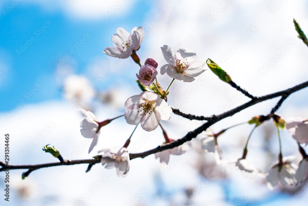 桜の花アップ 卯辰山公園四百年の森 Stock Photo Adobe Stock