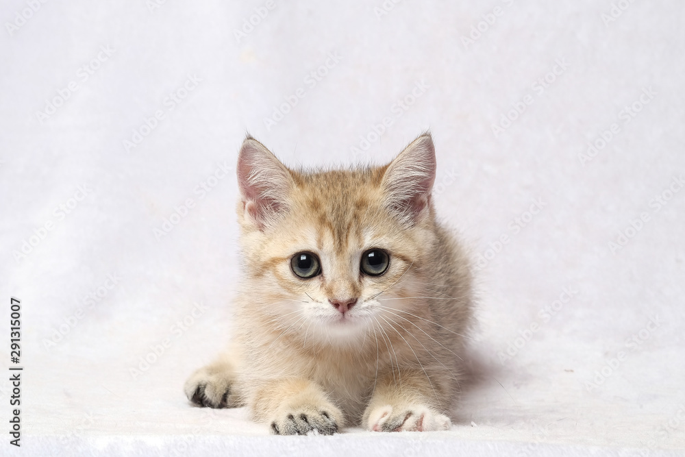 The British Shorthair Cat in room The British Shorthair Cat in room