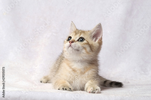 The British Shorthair Cat in room