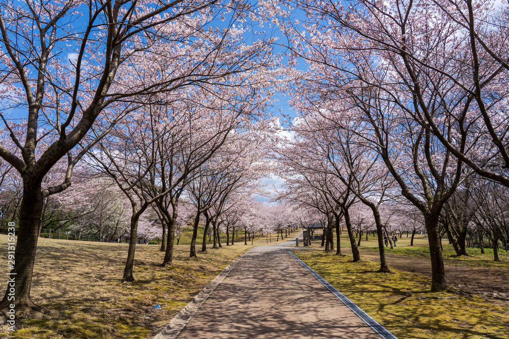 Obraz premium 満開の桜 奥卯辰山健民公園