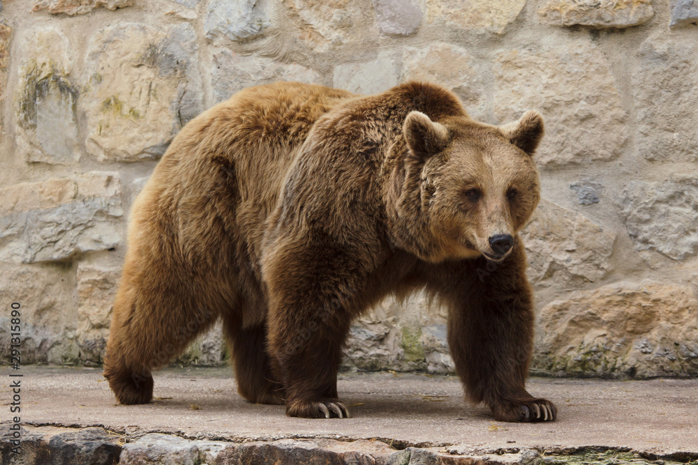 Obraz premium Brown bear (Ursus arctos).