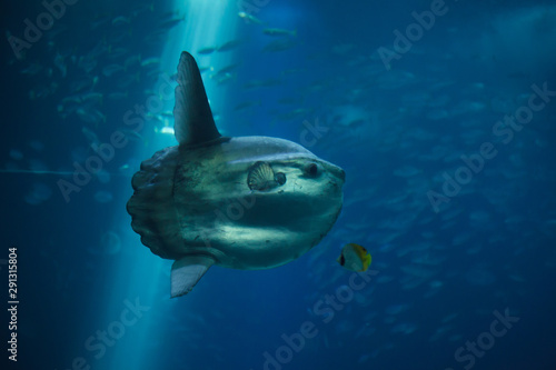 Ocean sunfish (Mola mola) © Vladimir Wrangel
