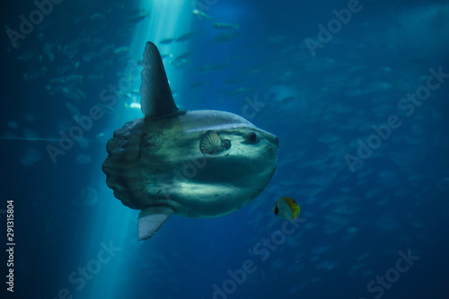 Tableau sur toile Ocean sunfish (Mola mola)
