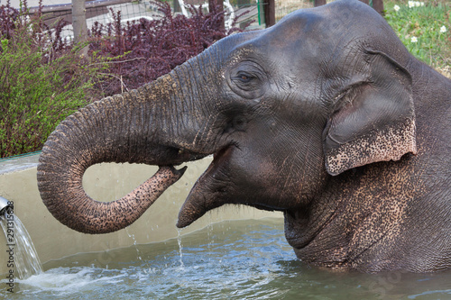 Asian elephant  Elephas maximus  bathing.