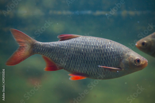 Common rudd (Scardinius erythropthalmus).