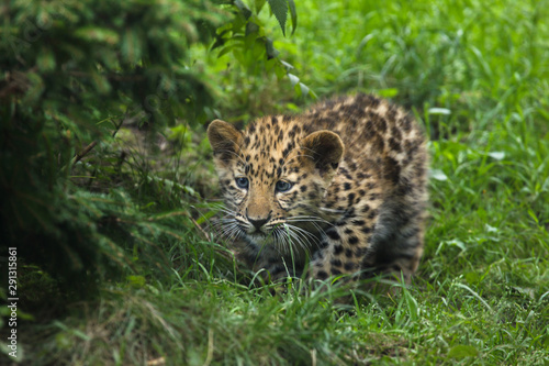 Amur leopard  Panthera pardus orientalis 