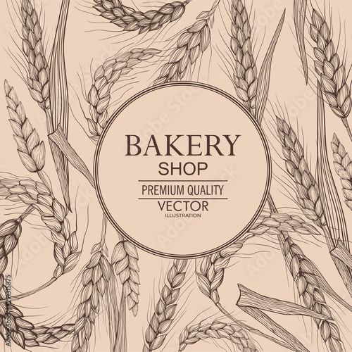 Vector hand drawn wheat ears. Farm field illustration. For packing.Bunch of grain barley.Banner design. Barley illustration in vintage style.Wheat grain,granule, kernel,corn,rye,barley,oats,pic.
