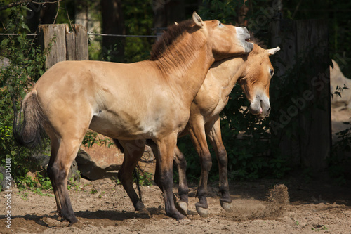 Przewalski's horse (Equus ferus przewalskii)