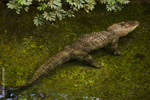 American alligator (Alligator mississippiensis).