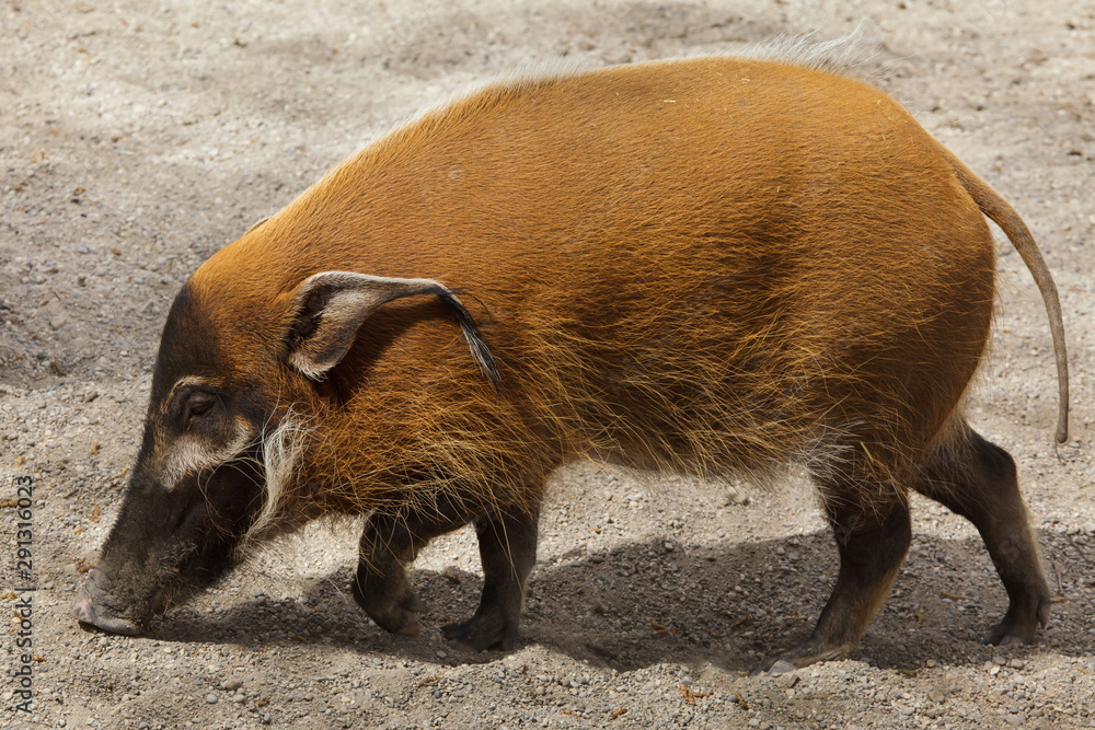 Red river hog (Potamochoerus porcus)