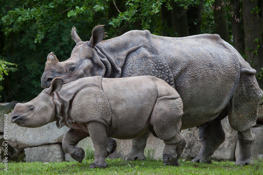 Obraz premium Indian rhinoceros (Rhinoceros unicornis).