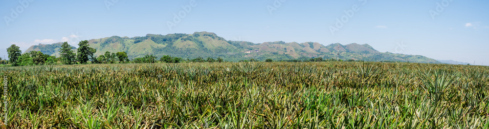 Pineapple plantation at Malaybalay, Bukidnon, Philippines