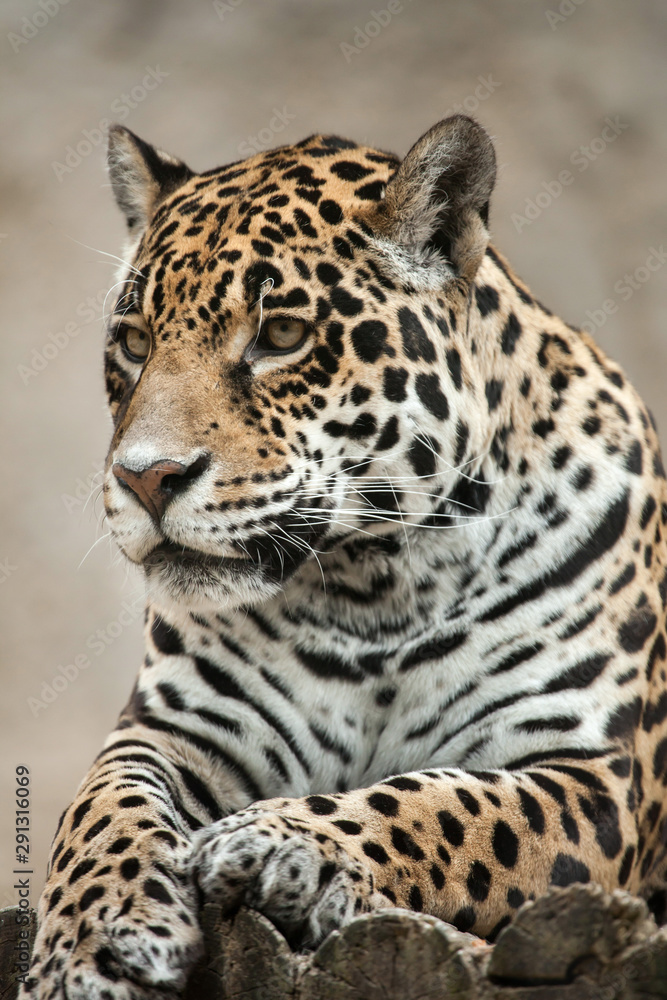 Obraz premium Jaguar (Panthera onca).
