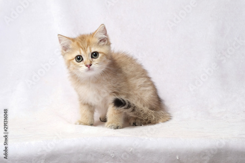 The British Shorthair Cat in room