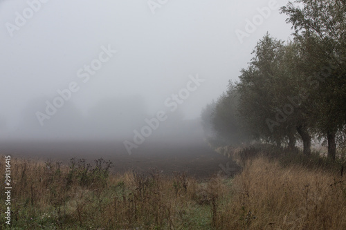 Skåne landscape in autumn fog ( haze mist )