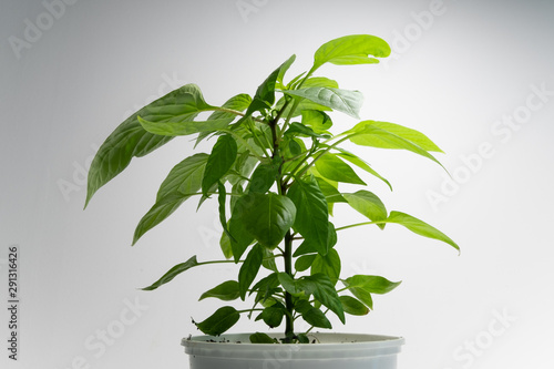 Bell pepper plant with thick foliage in a white pot against white background