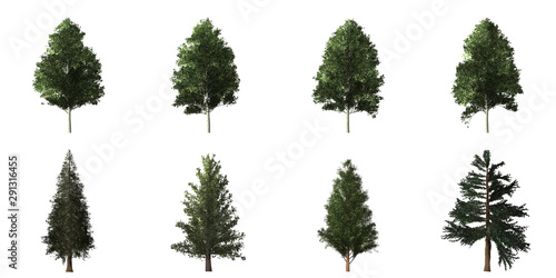 Collection of isolated trees on white background