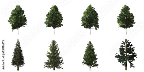 Collection of isolated trees on white background