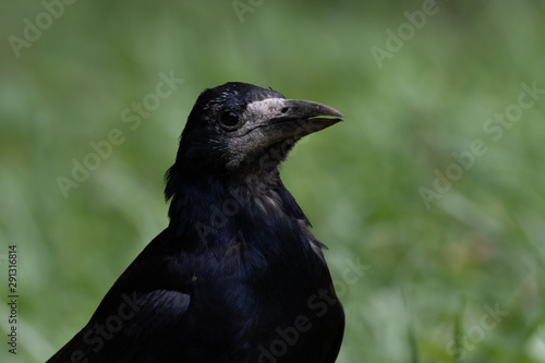 portrait of a crow © Maria