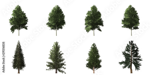 Collection of isolated trees on white background