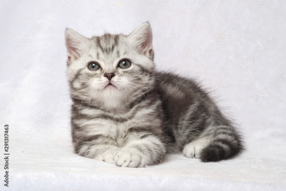 The British Shorthair Cat in room The British Shorthair Cat in room